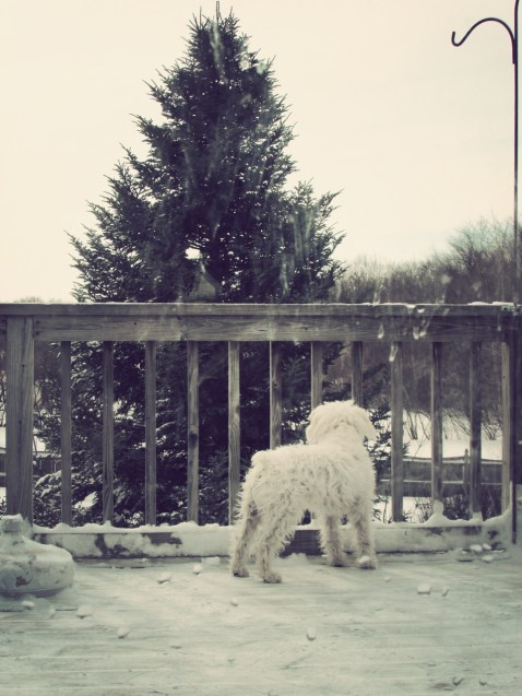 SnowpocalypseOliver2