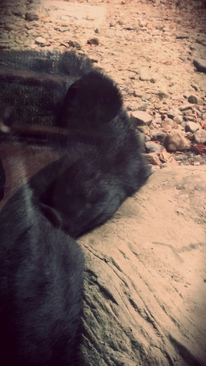 Sleepy moon bear.