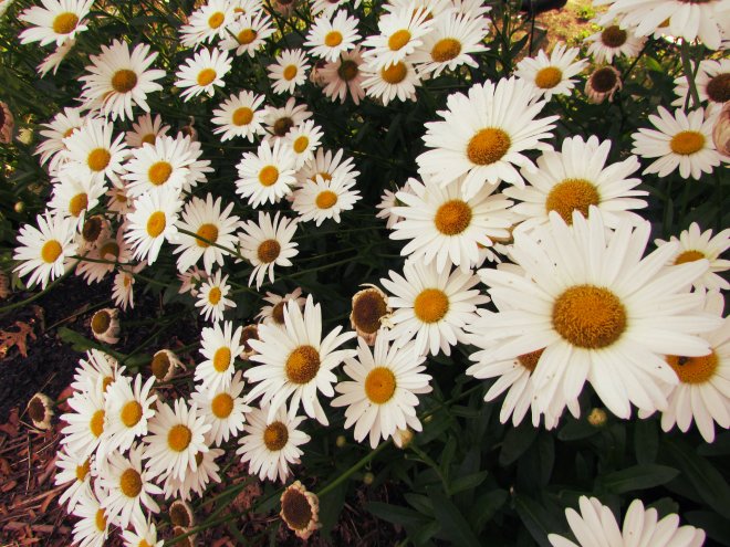 July2015InANutshell01