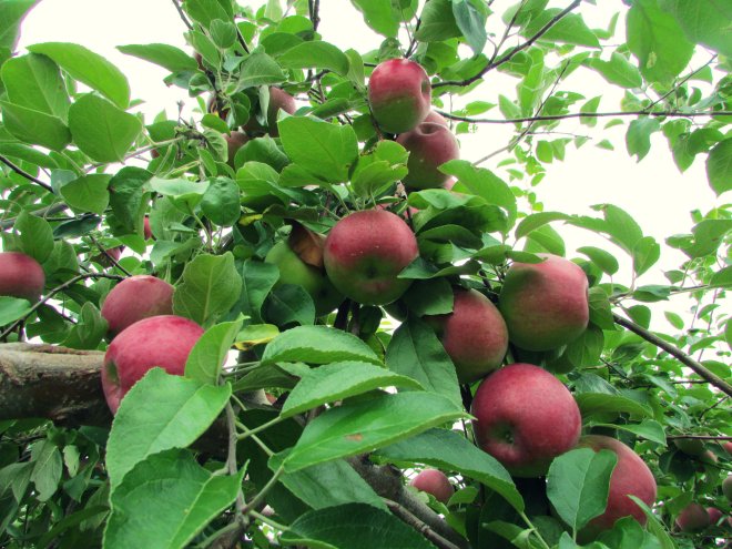 BrookfieldOrchardsSept20152