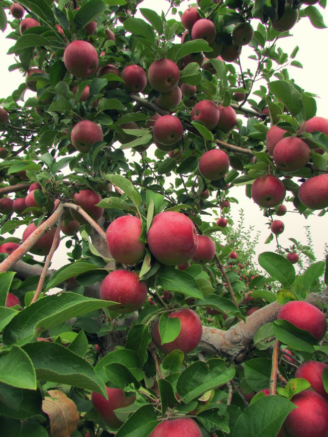 BrookfieldOrchardsSept20154