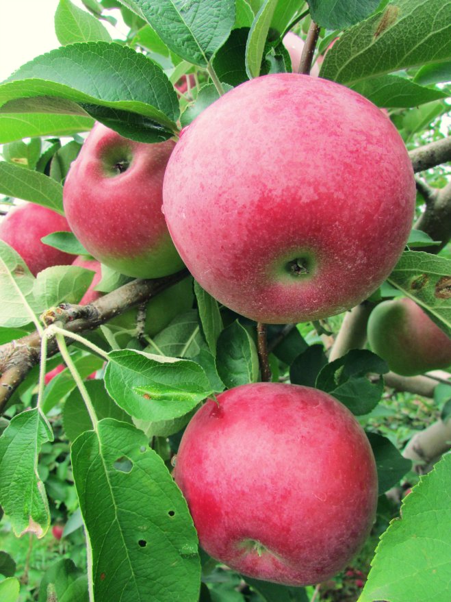 BrookfieldOrchardsSept20155