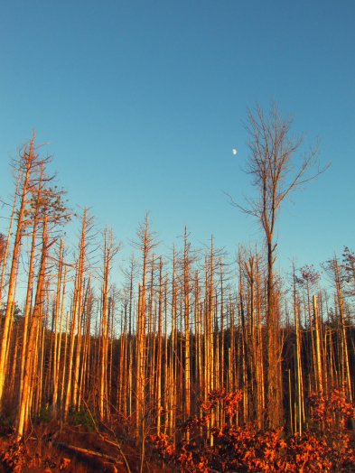 Sunset during a hike in Western Mass. November 2015.